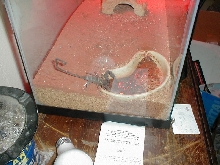 Flat Rock Scorpion Drinking