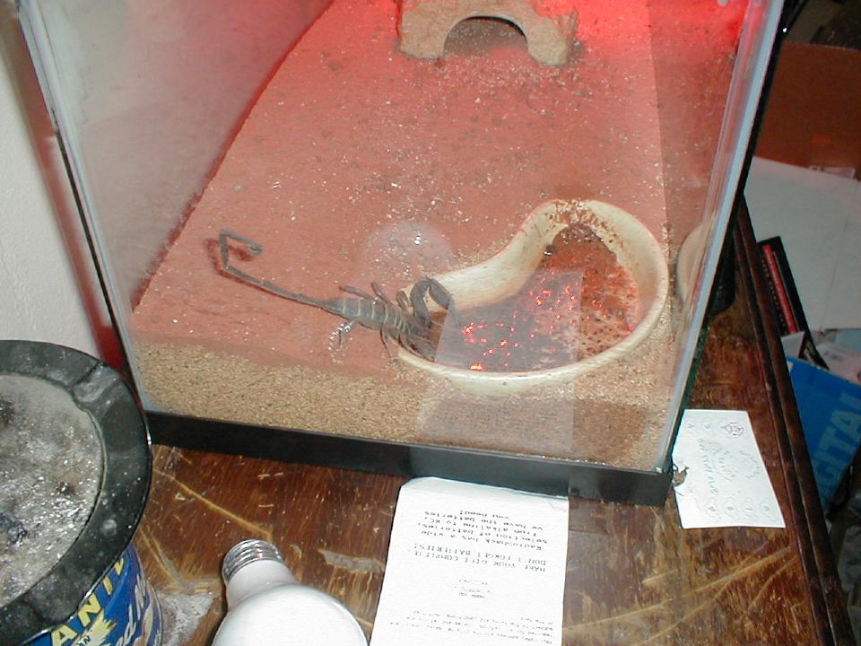 Flat Rock Scorpion Drinking