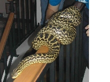 Yellow Anaconda