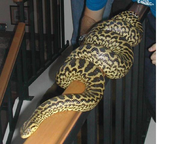 Yellow Anaconda