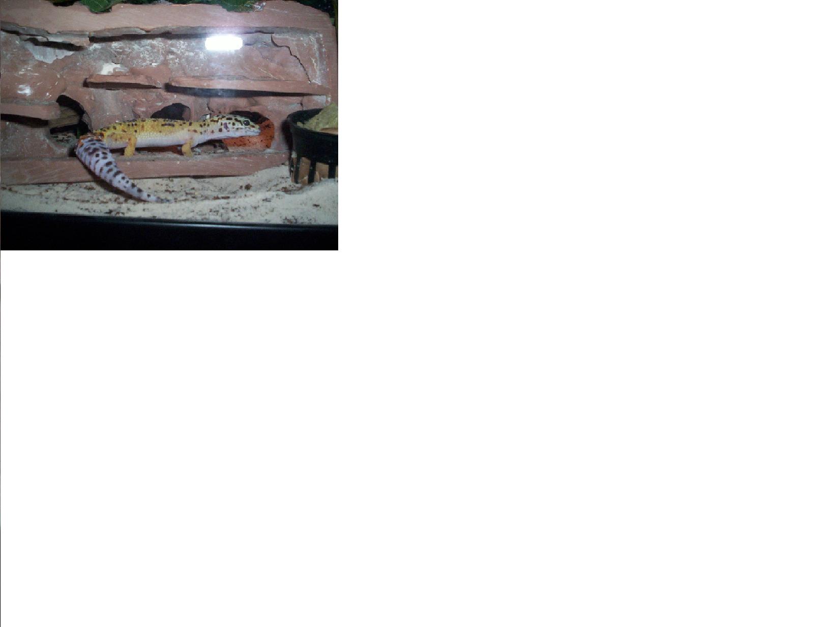 Lenny, my gecko.