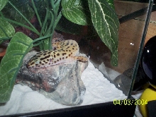 Lazy gecko.