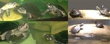 TurtletimesSig