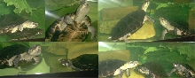 turtletimesigpic