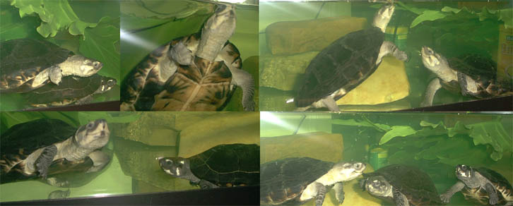 turtletimesigpic