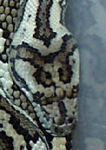 Head Shot Carpet