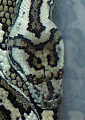 Head Shot Carpet
