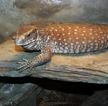 Sal the Savannah