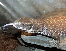 Lil' bit o' tongue