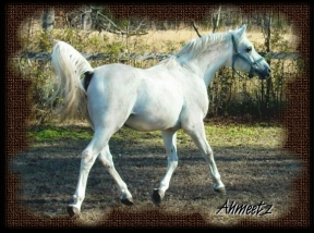 Ahmeetz