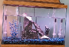 Crabs & Fish