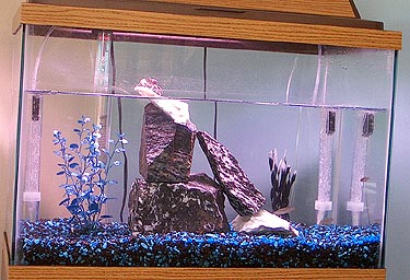 Crabs & Fish