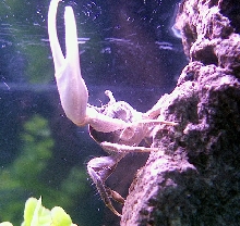 kingcrab