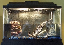 crab tank