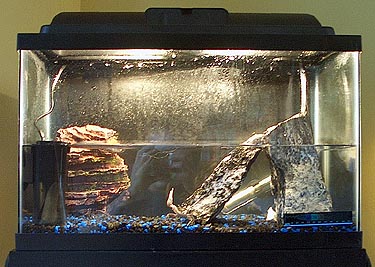 crab tank