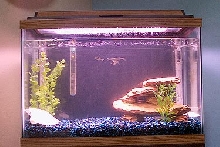 New fish tank setup
