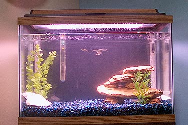 New fish tank setup