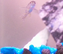 my lil danio