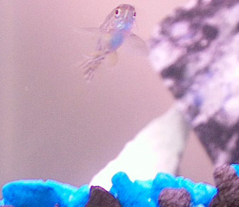 my lil danio