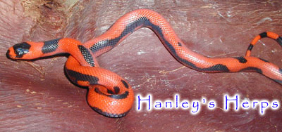 Aberrant Honduran