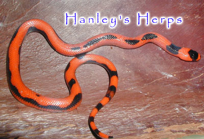 Aberrant Honduran