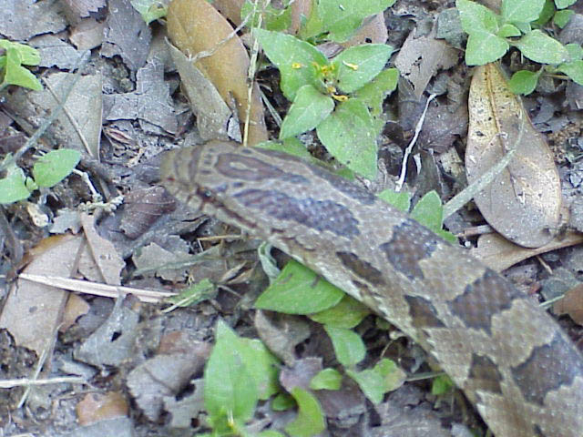 calligaster2