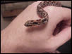 Hognose