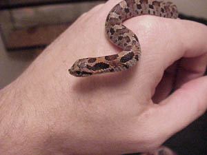 Hognose