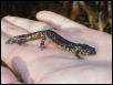 salamander