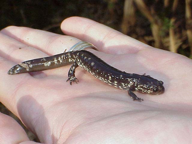 salamander