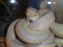 my kingsnake eating