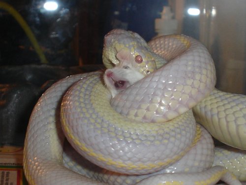 my kingsnake eating