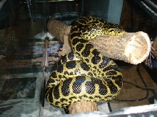 My yellow