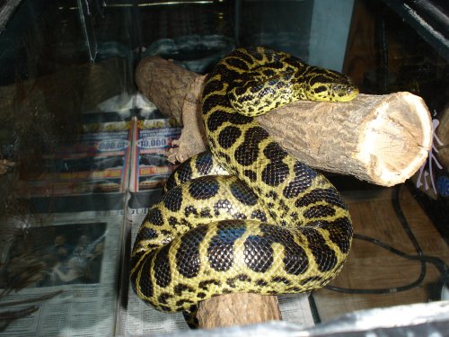 My yellow