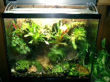 3 tincs in 25 gal viv