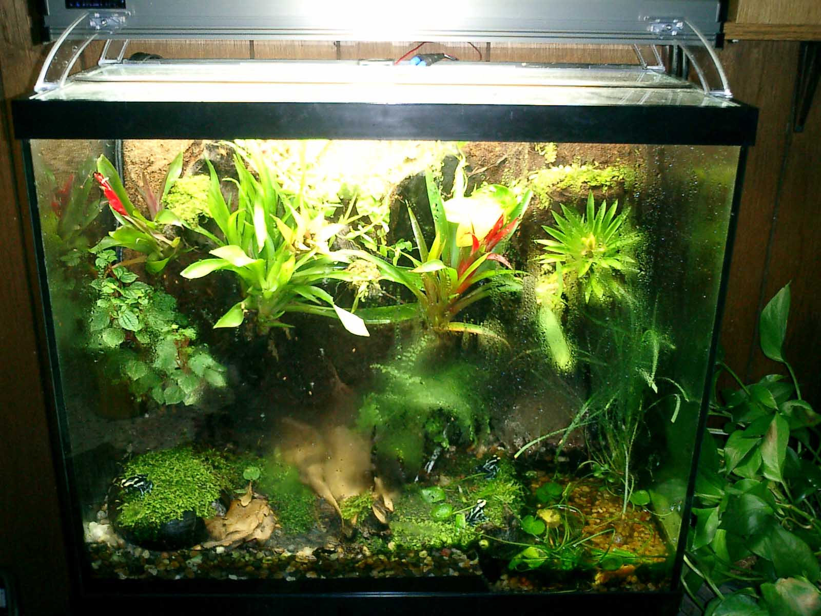 3 tincs in 25 gal viv