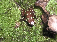 ancon hill auratus