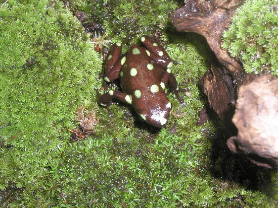 ancon hill auratus