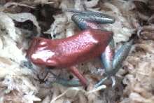 pumilio1