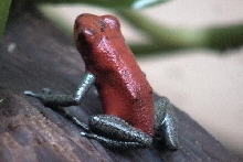 pumilio2