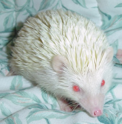 aiden