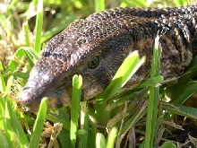 Charlie in the grass