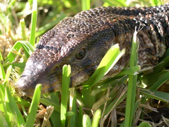 Charlie in the grass