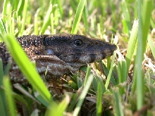 Charlie in the grass 2