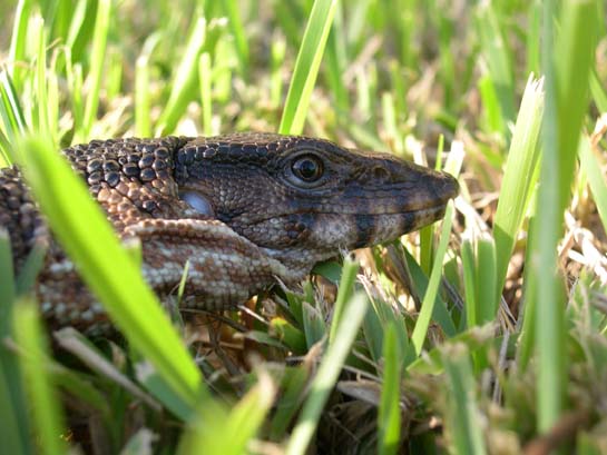 Charlie in the grass 2