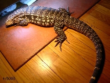 Fat Boy Tonight After Dinner