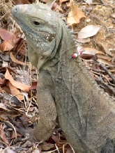 Female Blue