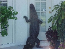 Why we lock our doors in FL.