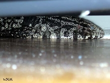 Hibernating Under Couch