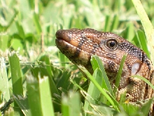 Hiding in the Grass